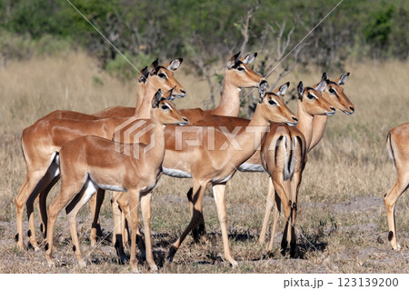 Group of female Impala - Botswana - Africa Group of female Impala - Botswana - Africa 123139200