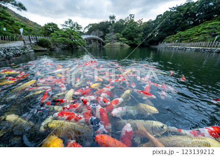 【高松市】栗林公園の錦鯉 123139212