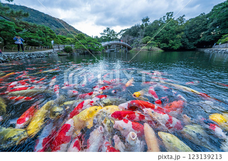 【高松市】栗林公園の錦鯉 123139213