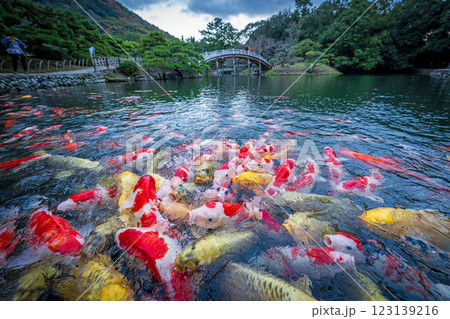 【高松市】栗林公園の錦鯉 【高松市】栗林公園の錦鯉 123139216