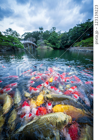 【高松市】栗林公園の錦鯉 123139223