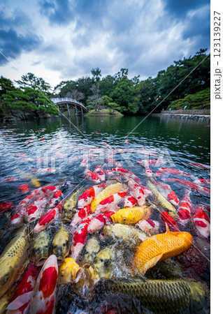 【高松市】栗林公園の錦鯉 【高松市】栗林公園の錦鯉 123139227