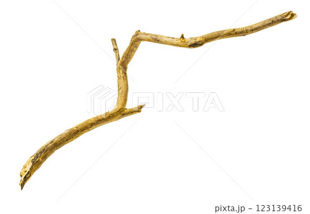 A twisted dry branch stands out against a white background, creating a striking visual effect 123139416