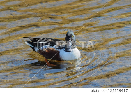 水面を泳ぐハシビロガモのオス 水面を泳ぐハシビロガモのオス 123139417
