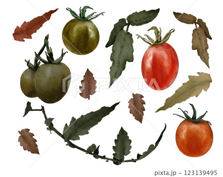 watercolor tomato illustration red green leaves isolated on white 123139495