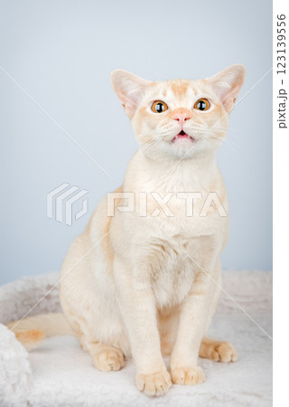 Shocked domestic cat, cat scared or surprised. Shocked domestic cat, cat scared or surprised. 123139556