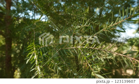 Melaleuca bracteata macro leaves small world Melaleuca bracteata macro leaves small world 123139607