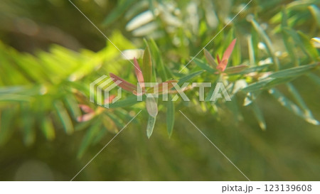 Melaleuca bracteata macro leaves small world Melaleuca bracteata macro leaves small world 123139608
