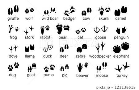 Animals footprints. Wildlife and birds tracks. Different paw prints. Black silhouette imprint icons. Bear and rabbit steps. Fauna trails with inscriptions. Vector zoo footsteps set 123139618