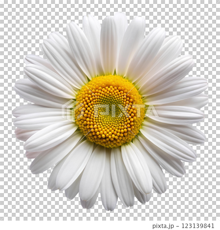 Close-up of white daisy flower with yellow center in macro technique isolated on transparent background. Top view. 123139841