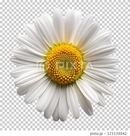 Close-up of daisy flower with white petals and bright yellow center in macro technique, isolated on transparent background. View from above. Close-up of daisy flower with white petals and bright yellow center in macro technique, isolated on transparent background. View from above. 123139842