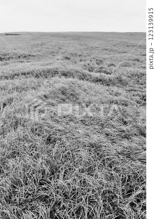 地平線が見える草原　白黒フィルム画像 123139915