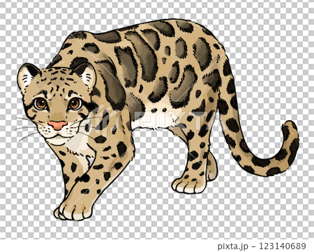 可愛的雲豹插圖 可愛的雲豹插圖 123140689