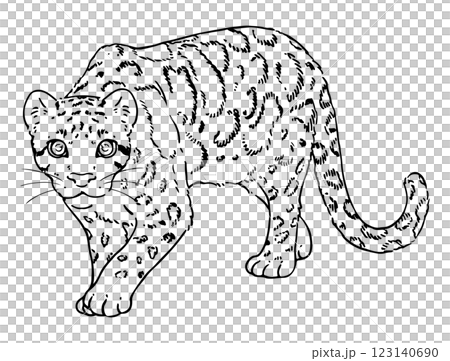 可愛いウンピョウの線画 可愛いウンピョウの線画 123140690