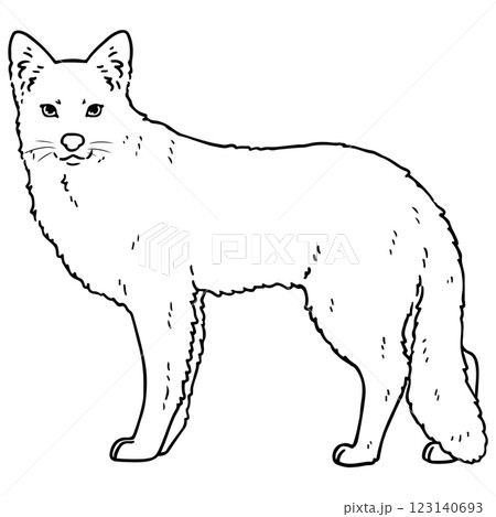 可愛いコヨーテの線画 可愛いコヨーテの線画 123140693
