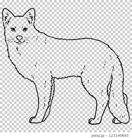 可愛いコヨーテの線画 可愛いコヨーテの線画 123140693