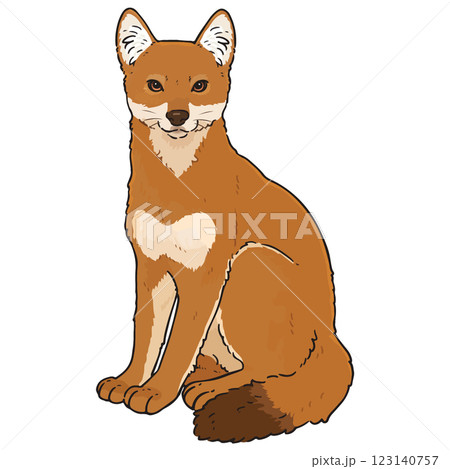 可愛いエチオピアオオカミのイラスト 123140757