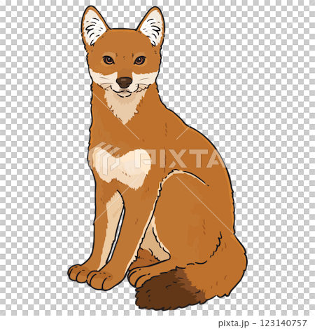 可愛的埃塞俄比亞狼圖 123140757