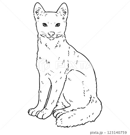 可愛いエチオピアオオカミの線画 123140759