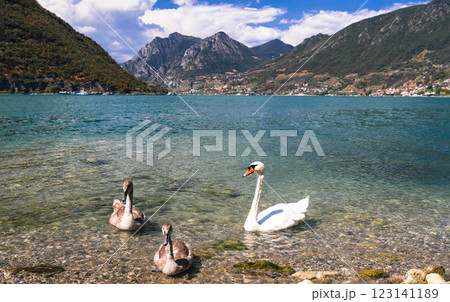 Italian lakes scenery. Iseo lake . view of beautiful Monte Isola island with swans and Peschiera Maraglio village. Italy, Brescia province 123141189