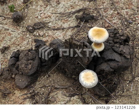 mushroom growing on animal poo mushroom growing on animal poo 123141226