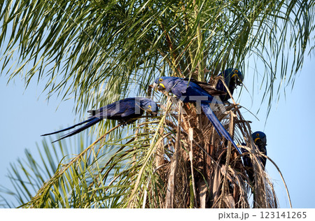 Hyacinth macaws perching in a palm tree Hyacinth macaws perching in a palm tree 123141265
