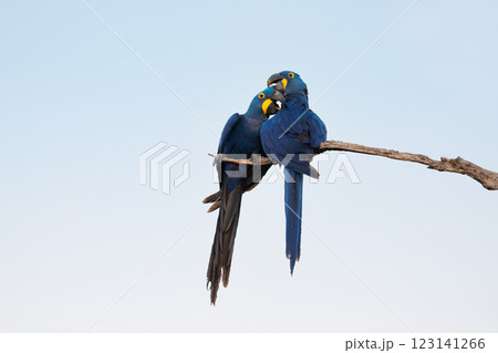 Hyacinth macaws perched on a tree branch 123141266
