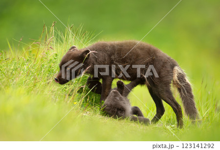 Arctic fox mum with playful cub in summer 123141292