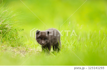 Cute Arctic fox cub standing in a meadow 123141293