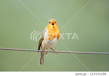 Portrait of European robin singing in spring 123141298