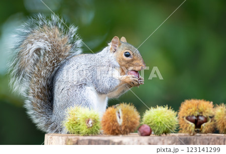 Grey squirrel eating sweet chestnut fruit in autumn 123141299