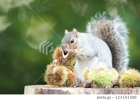Grey squirrel eating sweet chestnut fruit in autumn 123141300