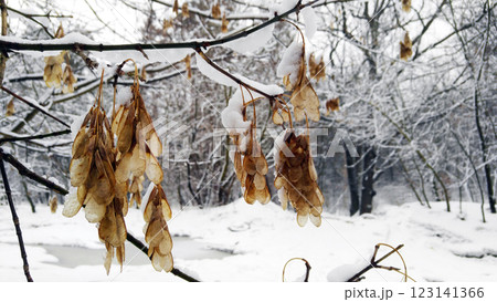 Yellow leaf on winter forest background Yellow leaf on winter forest background 123141366