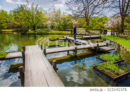 Wooden ZIgzag bridge - Japanese bridge , in Japanese garden in Hasselt Wooden ZIgzag bridge - Japanese bridge , in Japanese garden in Hasselt 123141376