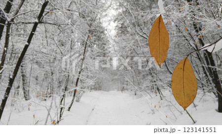 Yellow leaf on winter forest background Yellow leaf on winter forest background 123141551