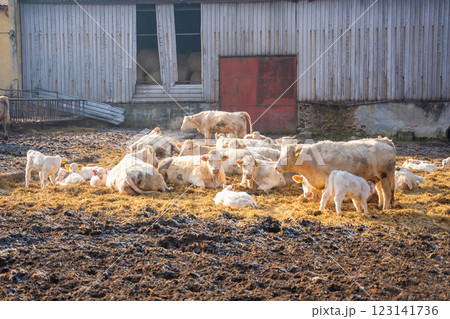 Winter farm scene with white cows and newborn calves in winter time. Seasonal livestock life in Czech republic 123141736