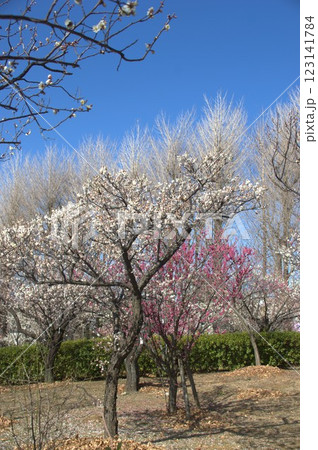 羽根木公園の梅林 123141784