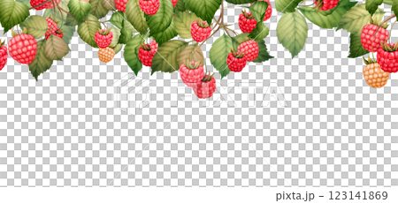 Raspberry seamless border with berries and leaves, hand-drawn botanical illustration Raspberry seamless border with berries and leaves, hand-drawn botanical illustration 123141869