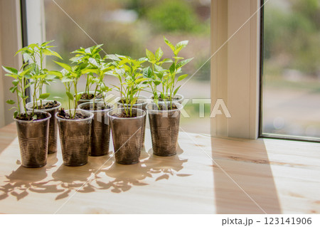 seedlings on the windowsill, young pepper sprouts in plastic cups under the rays of the sun 123141906