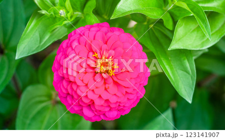 Pink flower close-up on green leaves background 123141907