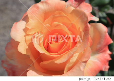 オレンジ色のバラが綺麗に咲いています 123141962