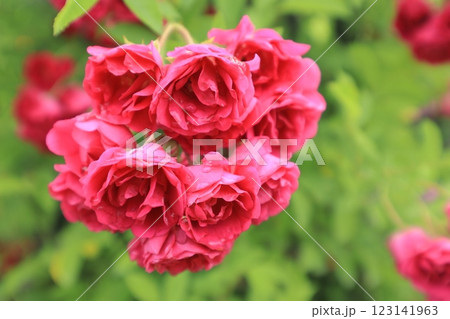 雨上がりの赤いバラ 123141963