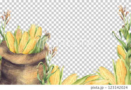 Corncobs sack with harvested maize cobs, corn green plant with yellow flowers rectangular frame. Canvas bag with farm harvest. Watercolor agricultural painted illustration. Isolated from background 123142024