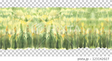 Field of corn or field of green grasses, yellow flowers or crops seamless border. Watercolor landscape, nature background with agricultural field. Hand drawn illustration isolated from background 123142027