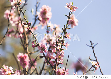 Blossoming Cherry Tree Branch on a Clear Day Sky 123142277
