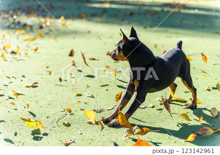 Black and tan dog watching falling autumn leaves. 123142961