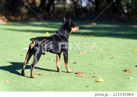 A miniature pinscher dog standing on artificial green grass. 123142964
