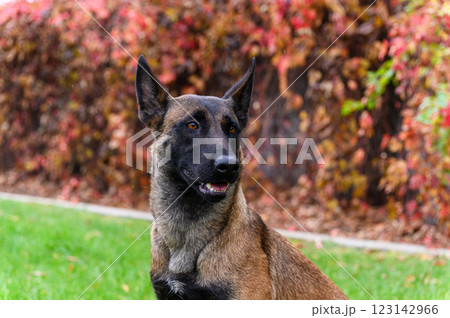 A close-up of a Belgian Malinois dog looking to the side with ears perked up and tongue out. A close-up of a Belgian Malinois dog looking to the side with ears perked up and tongue out. 123142966