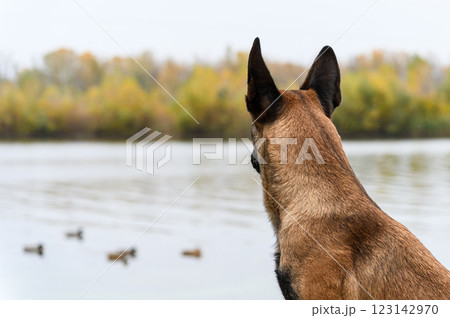 A Belgian Malinois dog looks at ducks swimming on a calm lake. A Belgian Malinois dog looks at ducks swimming on a calm lake. 123142970