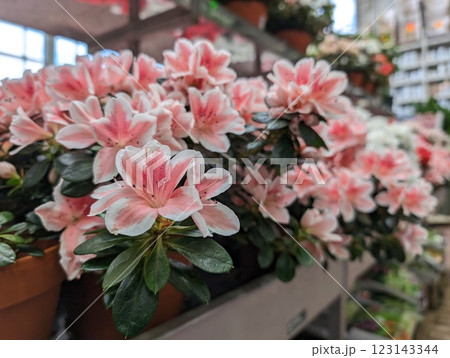 Blooming Azaleas for Sale in a Garden Store 123143344